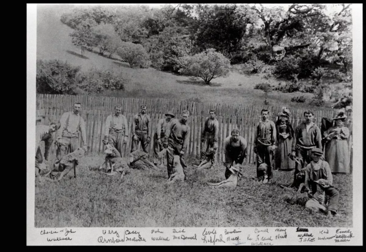 sheep sheering crew 1920 s 1200x825.jpg