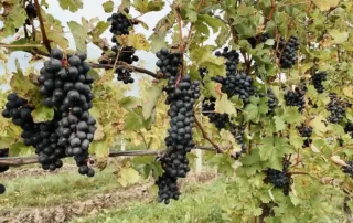 grapes | st helena wedding venues